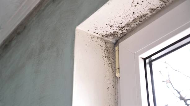 Why You Should Choose Our Mold Remediation Services in Inglenook, CT